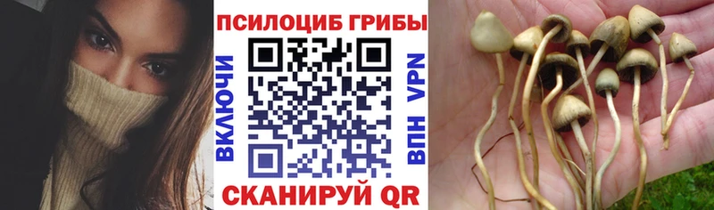 Купить  Алексин  Галлюциногенные грибы Psilocybine cubensis 